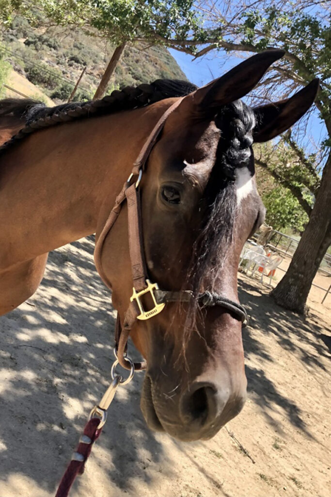 adoptable horse mystery