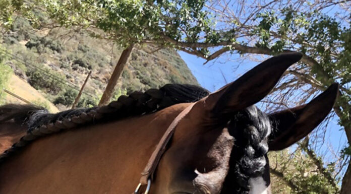 adoptable horse mystery