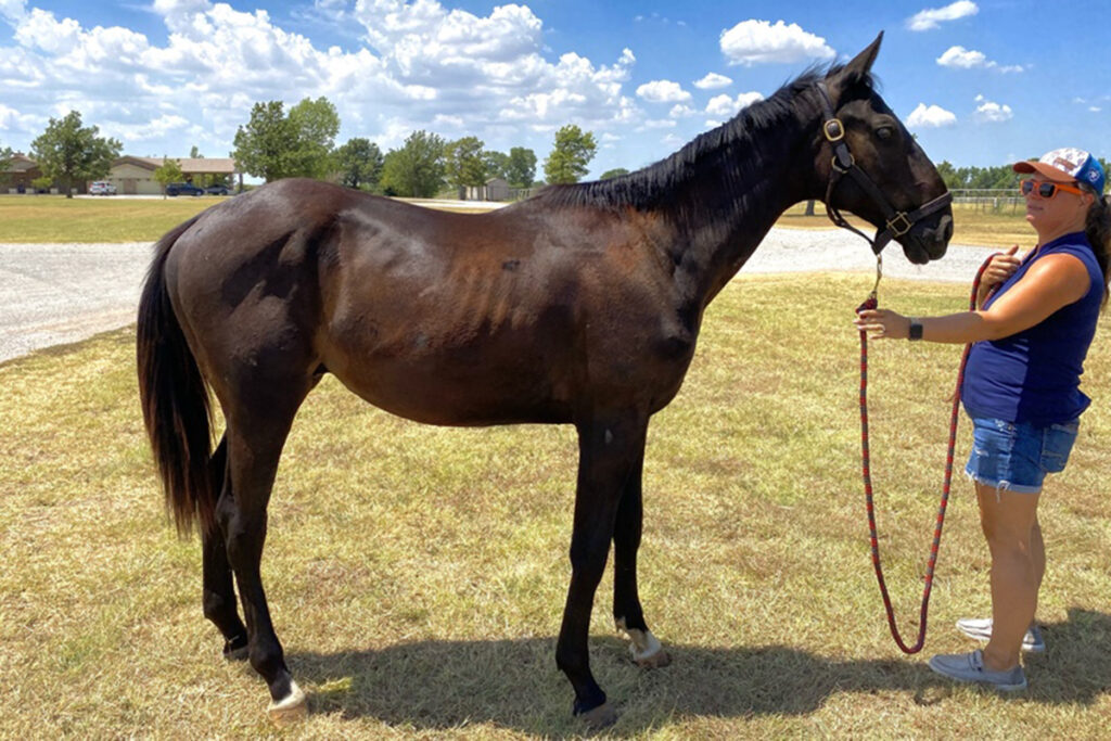 adoptable horse George