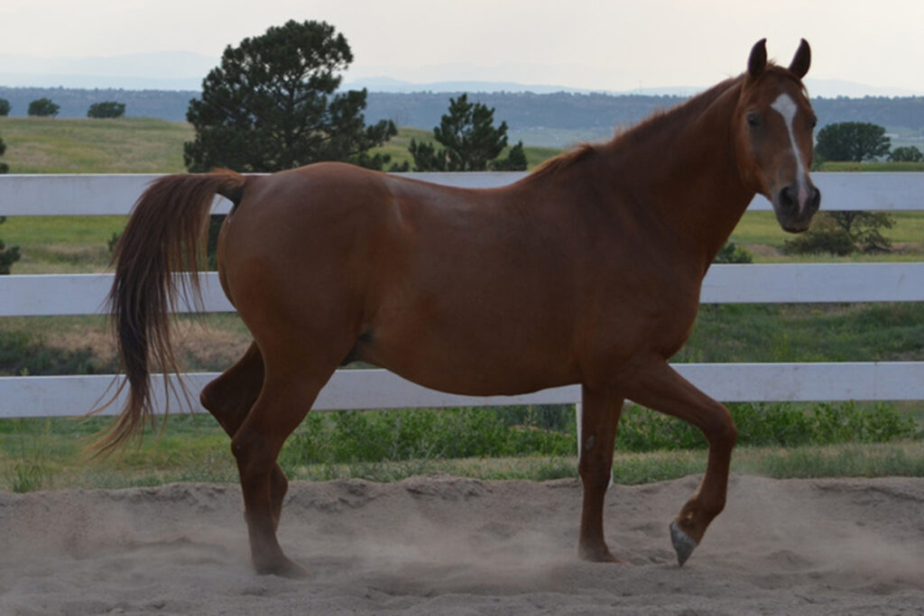 adoptable horse Gunnison