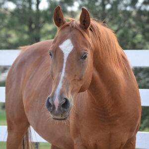 ASPCA’s Right Horse Adoptable Horse: Gunnison