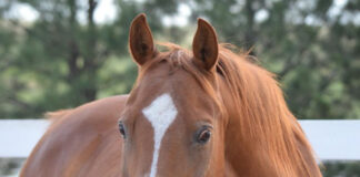 adoptable horse Gunnison