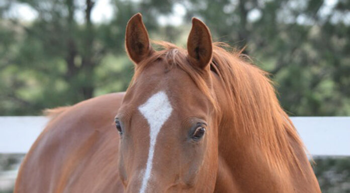 adoptable horse Gunnison