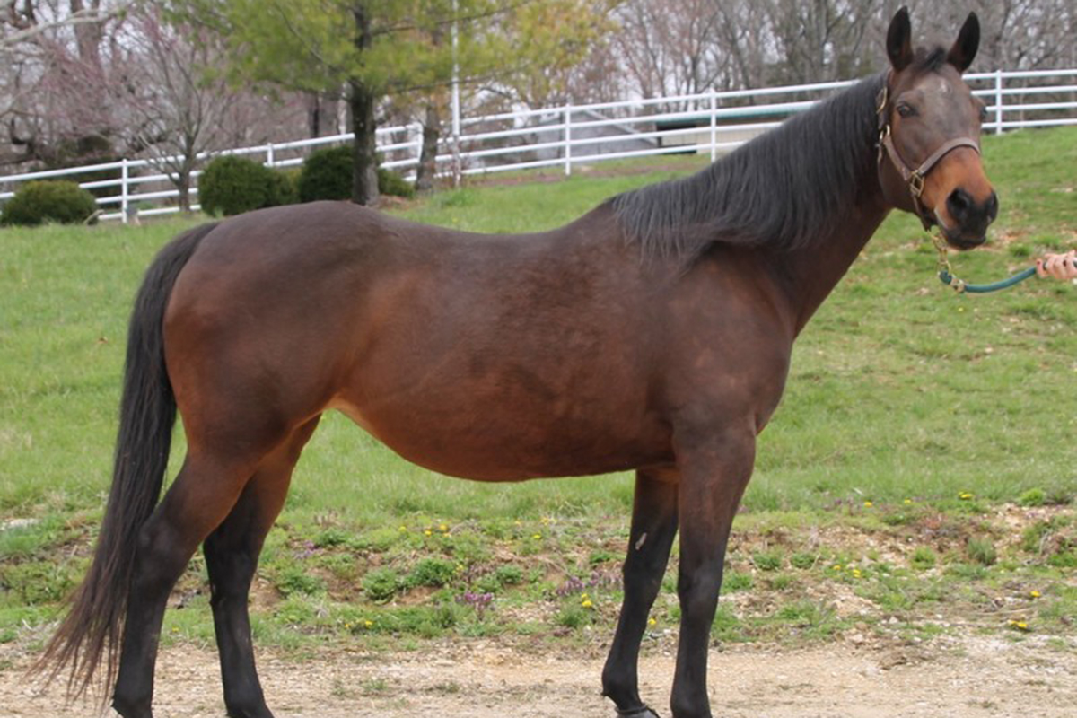 adoptable horse margo