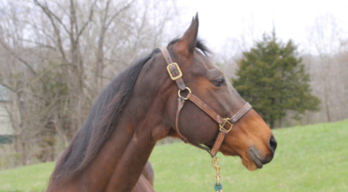 Adoptable Horse Margo