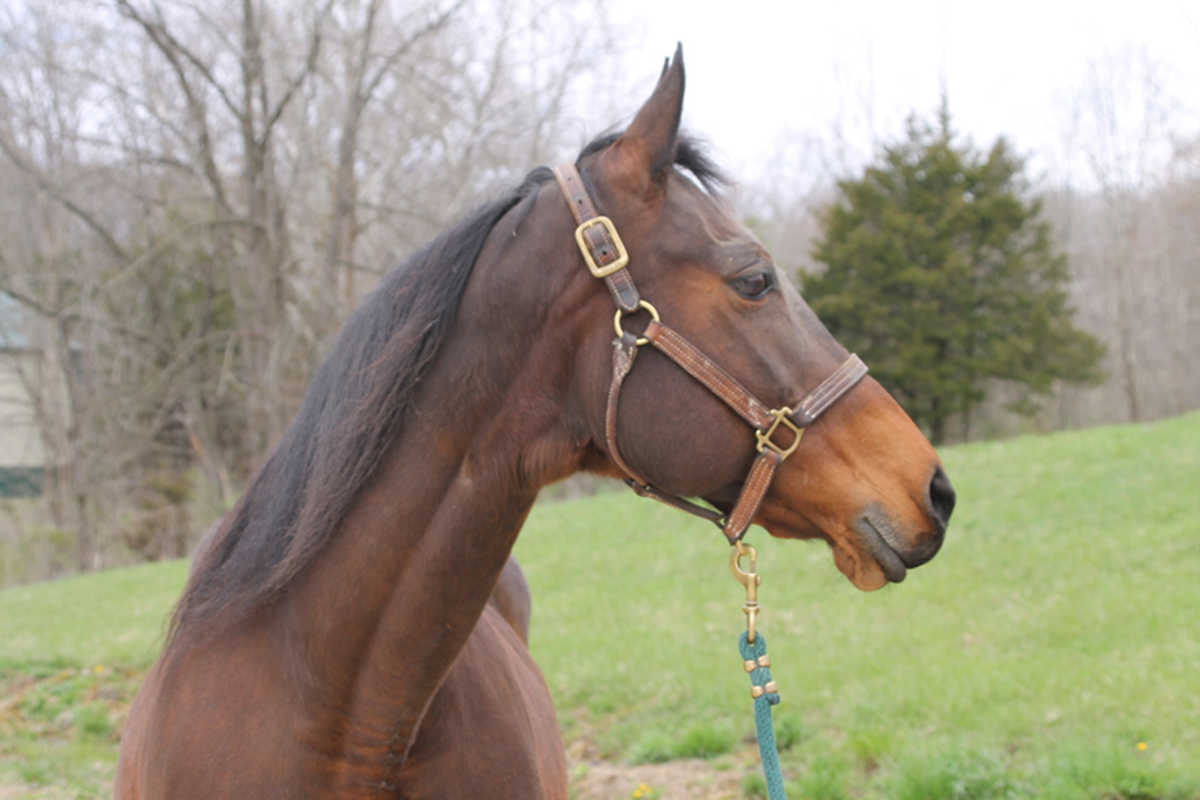 Adoptable Horse Margo