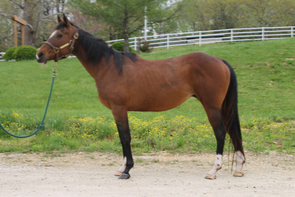 adoptable horse Jamaica 