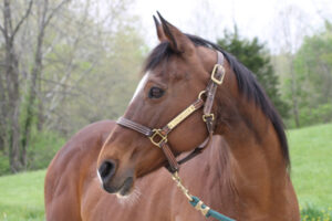ASPCA’s Right Horse Adoptable Horse: Jamaica