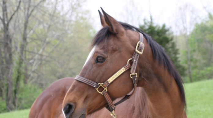 adoptable horse Jamaica