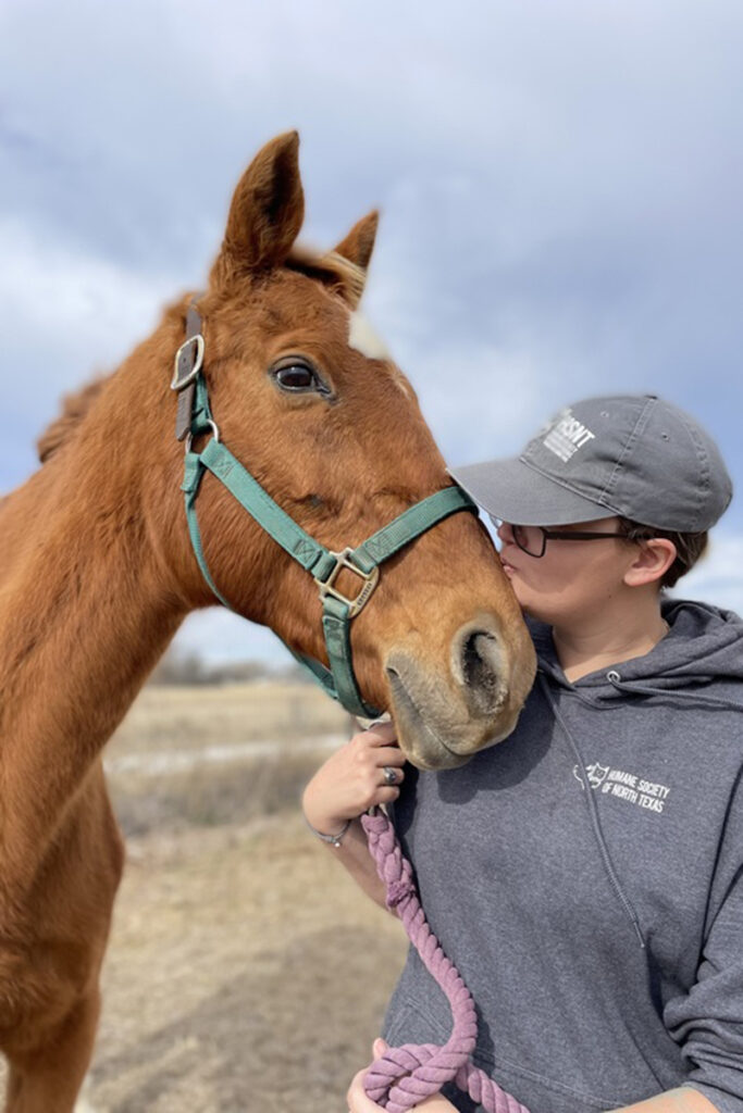 adoptable horse Clara