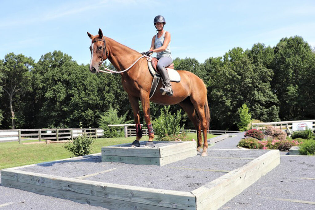 adoptable horse Tranquil Tuesday