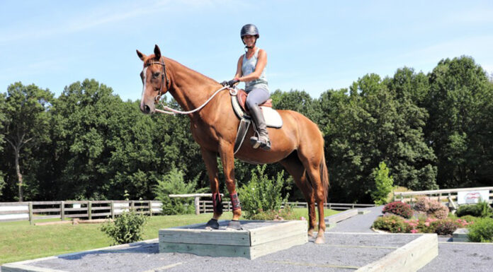 adoptable horse Tranquil Tuesday