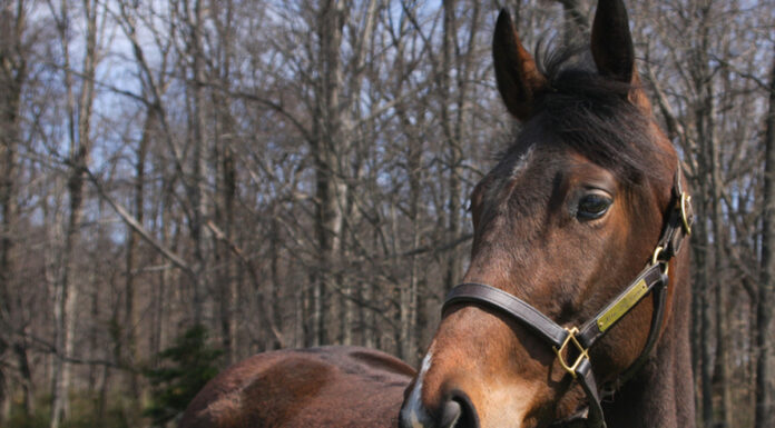 Adoptable Horse Square Penny