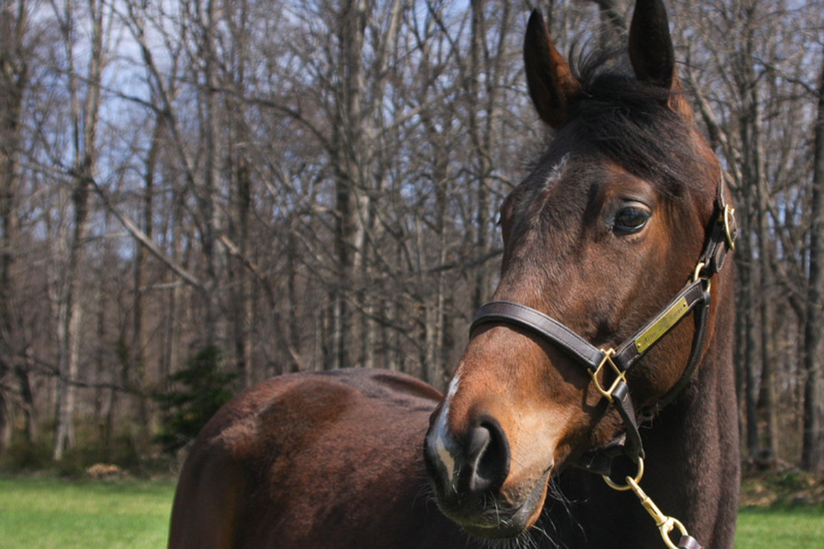 ASPCA’s Right Horse Adoptable Horse: Square Penny