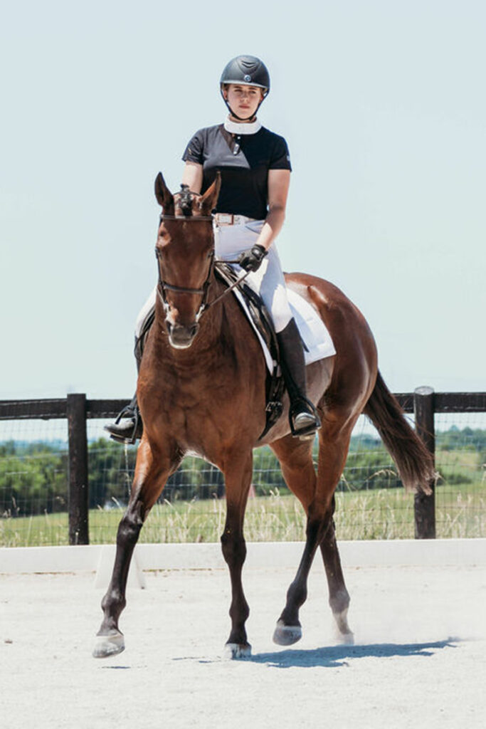 adoptable horse Marie Joelle