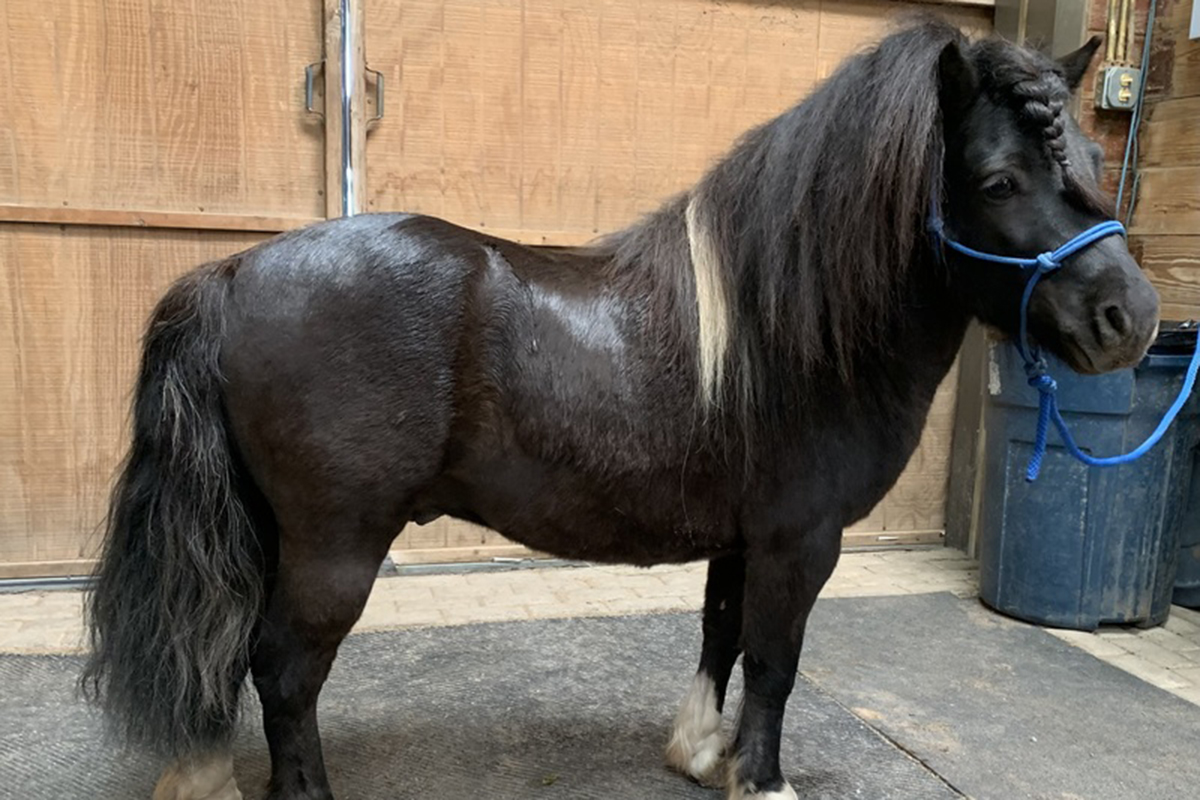 ASPCA’s Right Horse Adoptable Horse: Magic Man Mike