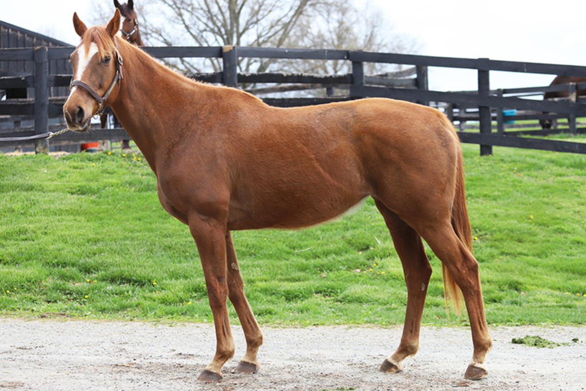 Adoptable Horse Class is Beautiful 