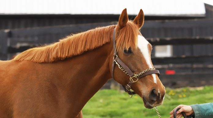 Adoptable Horse Class is Beautiful 