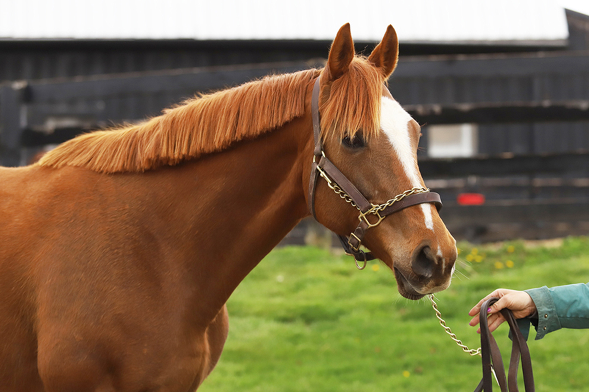 Adoptable Horse Class is Beautiful 