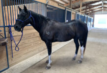ASPCA’s Right Horse Adoptable Horse: He's a King Kite