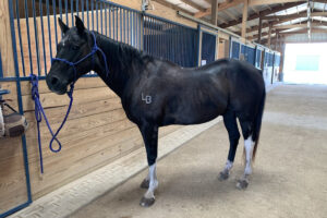 ASPCA’s Right Horse Adoptable Horse: He’s a King Kite