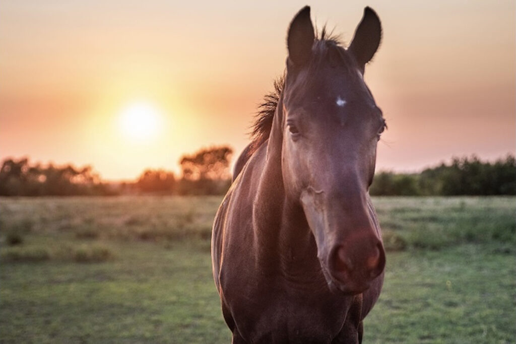 adoptable horse George