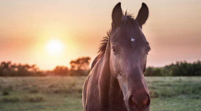 adoptable horse George