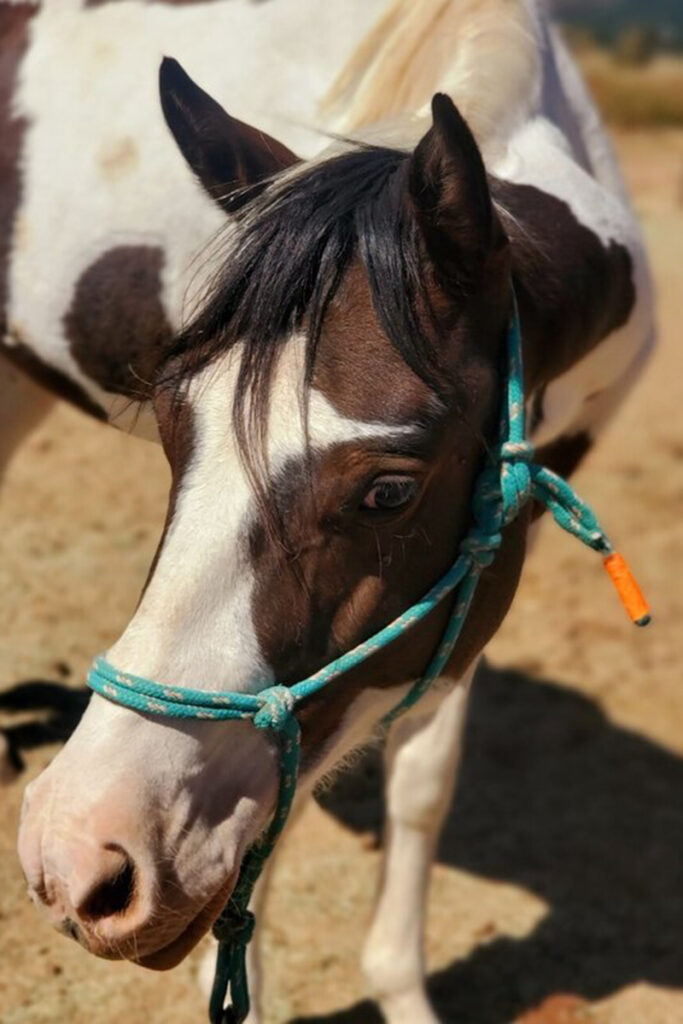 adoptable horse Jack