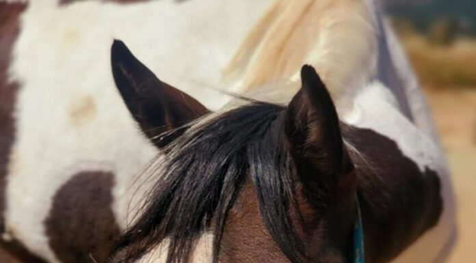 adoptable horse Jack