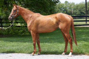 ASPCA Right Horse Adoptable Horse of the Week: Lady Pele