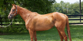 Conformation photo of a chestnut OTTB filly