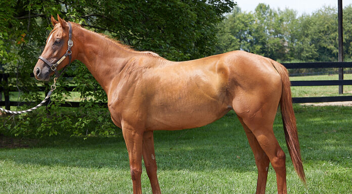 Conformation photo of a chestnut OTTB filly