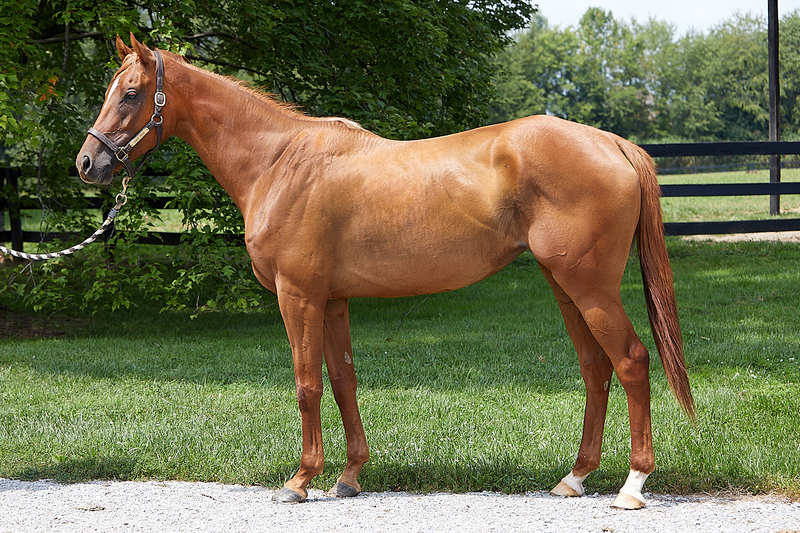 Conformation photo of a chestnut OTTB filly