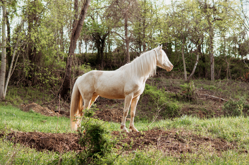 Adoptable horse Lillian