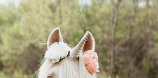 Beautiful horse dressed as unicorn