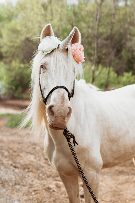 Beautiful horse dressed as unicorn