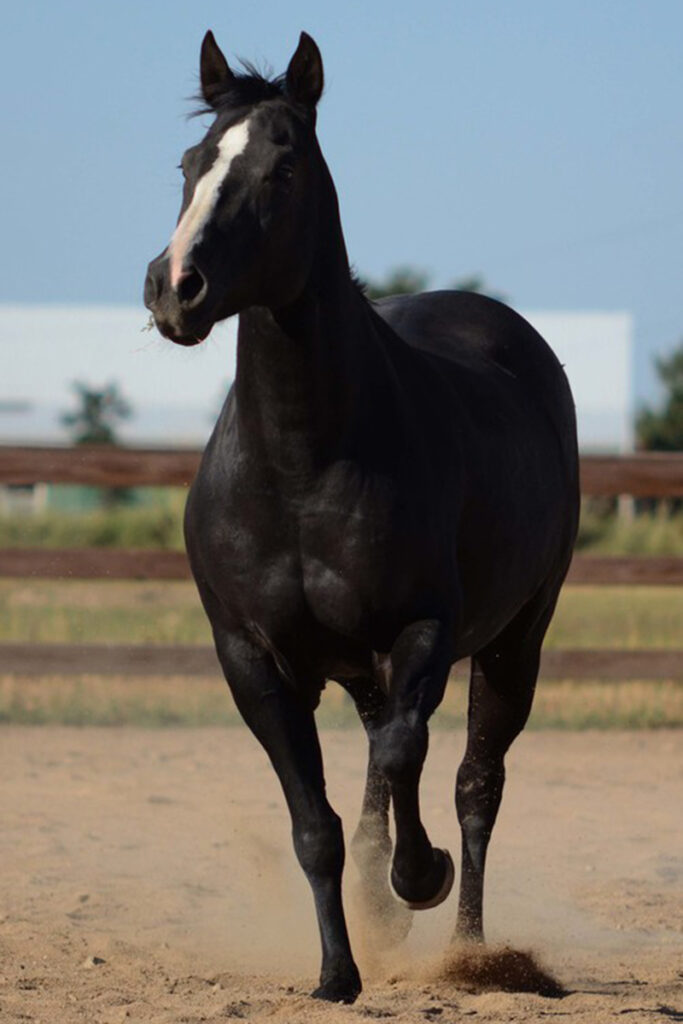 adoptable horse Maggie