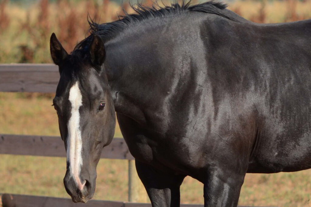 adoptable horse Maggie