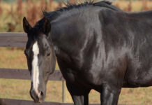 ASPCA’s Right Horse Adoptable Horse: Maggie