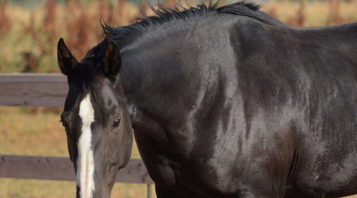 adoptable horse Maggie