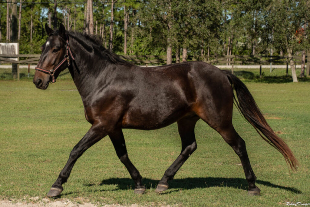 adoptable horse Maverick