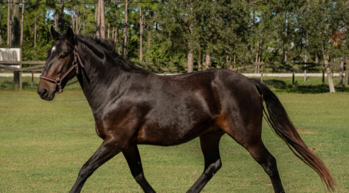adoptable horse Maverick