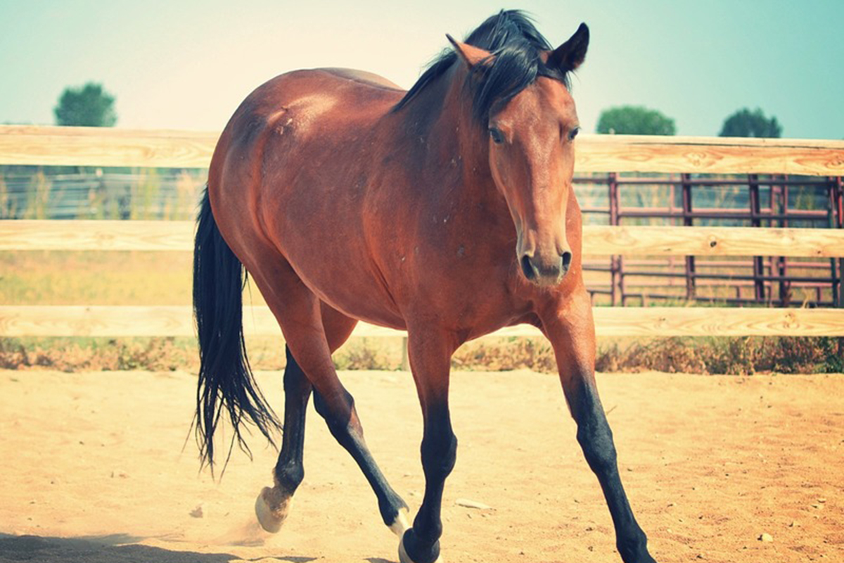 adoptable horse monterey