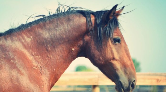 adoptable horse monterey