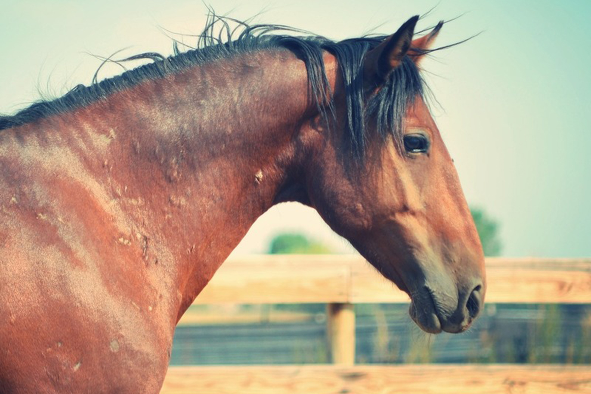 adoptable horse monterey