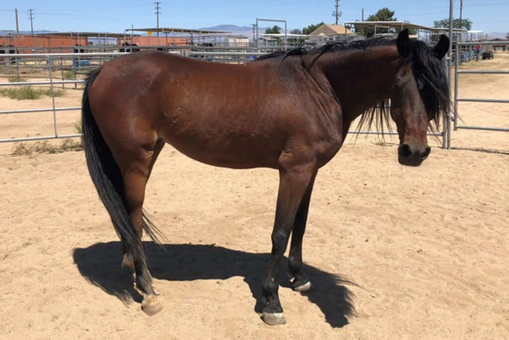 adoptable horse mystery