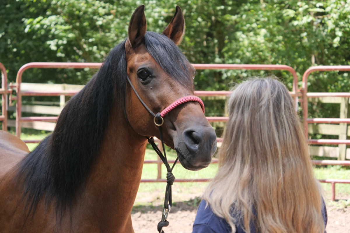 adoptable horse stewart