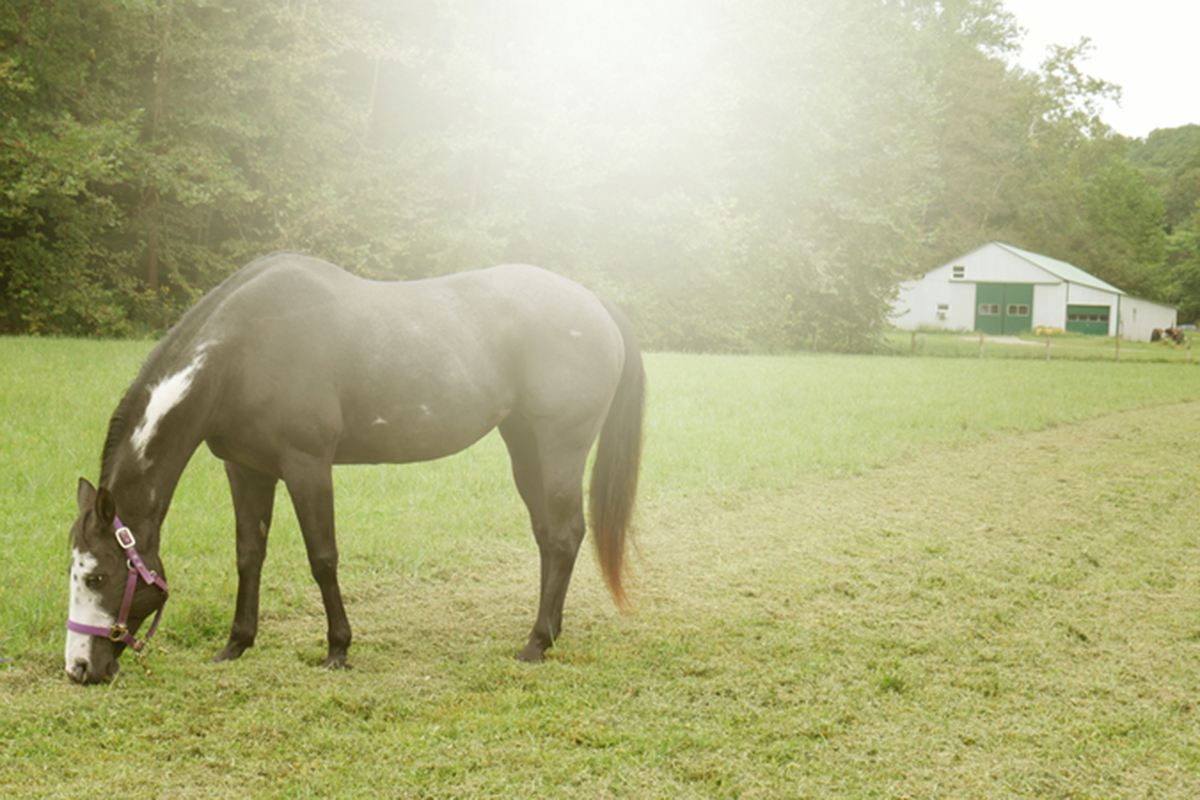 ASPCA’s Right Horse Adoptable Horse: Neptune