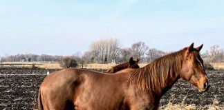My Right Horse Adoptable Horse of the Week - Patenna