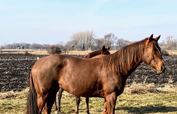 My Right Horse Adoptable Horse of the Week - Patenna